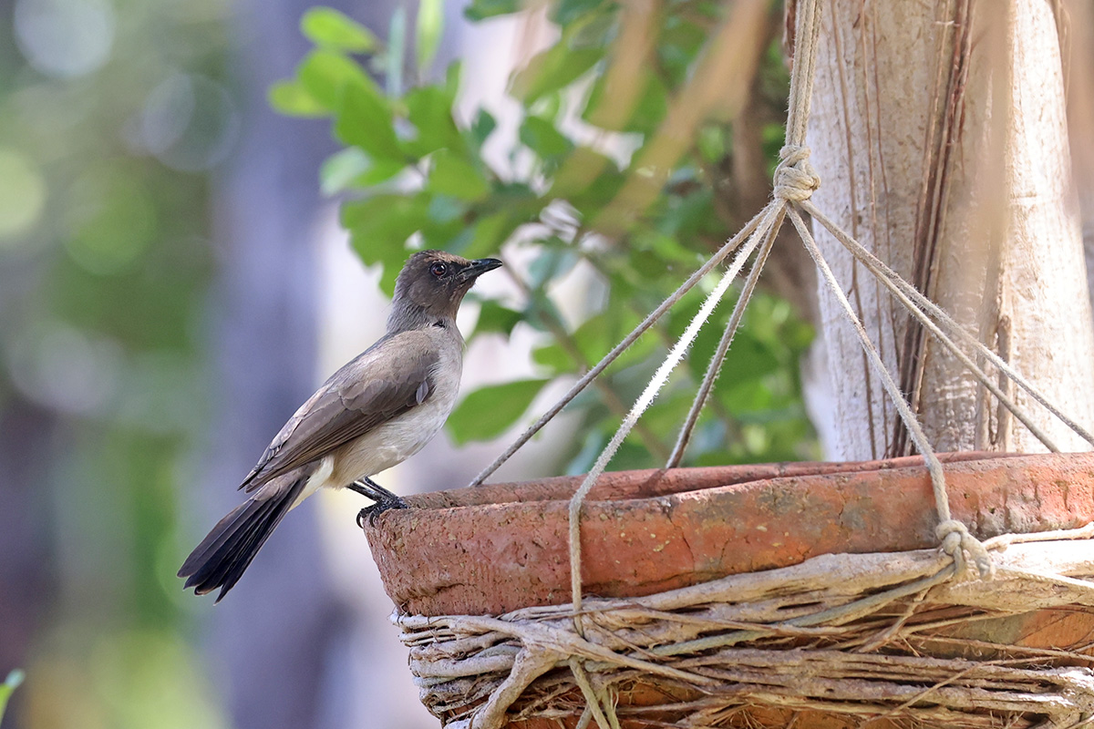 Common Bulbul